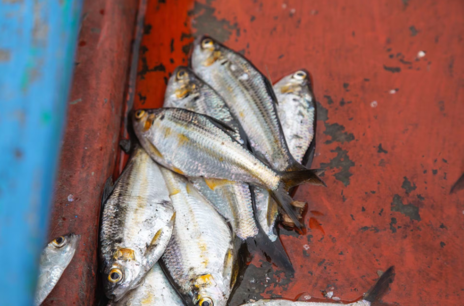 La pequeña pesca del día, en la comunidad de Mano Perdida, el 28 de noviembre de 2023.SEILA MONTES