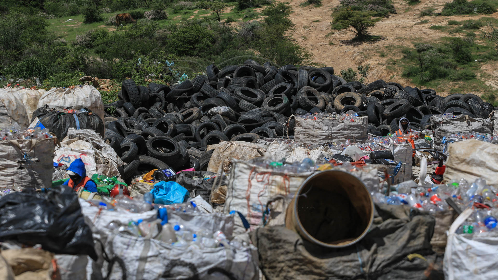 Foto: Juan José Plascencia La Dirección de Servicios Municipales contempla implementar un cobró de 15 pesos para recibir llantas