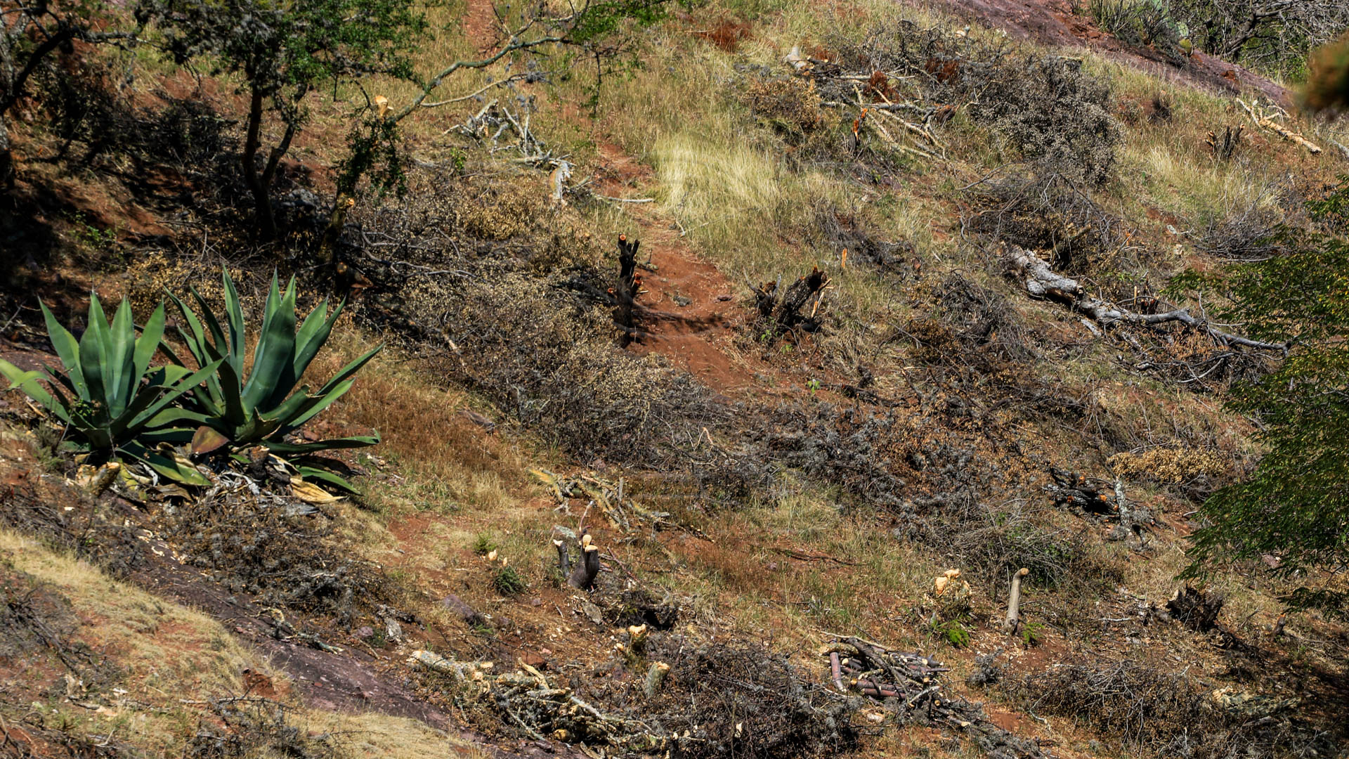 En la zona se pueden ver los troncos de la tala que hizo el empresario en el cerro de Guanajuato