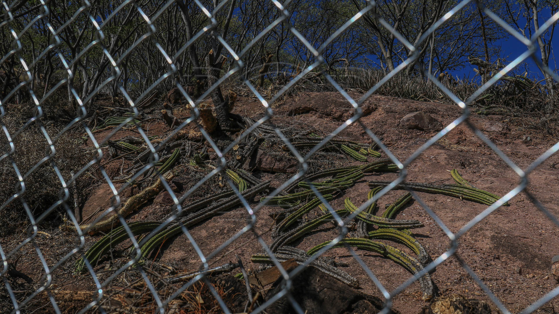 Así luce la vegetación a un mes de que se denunció la tala. Fotografía Juan José Plancencia