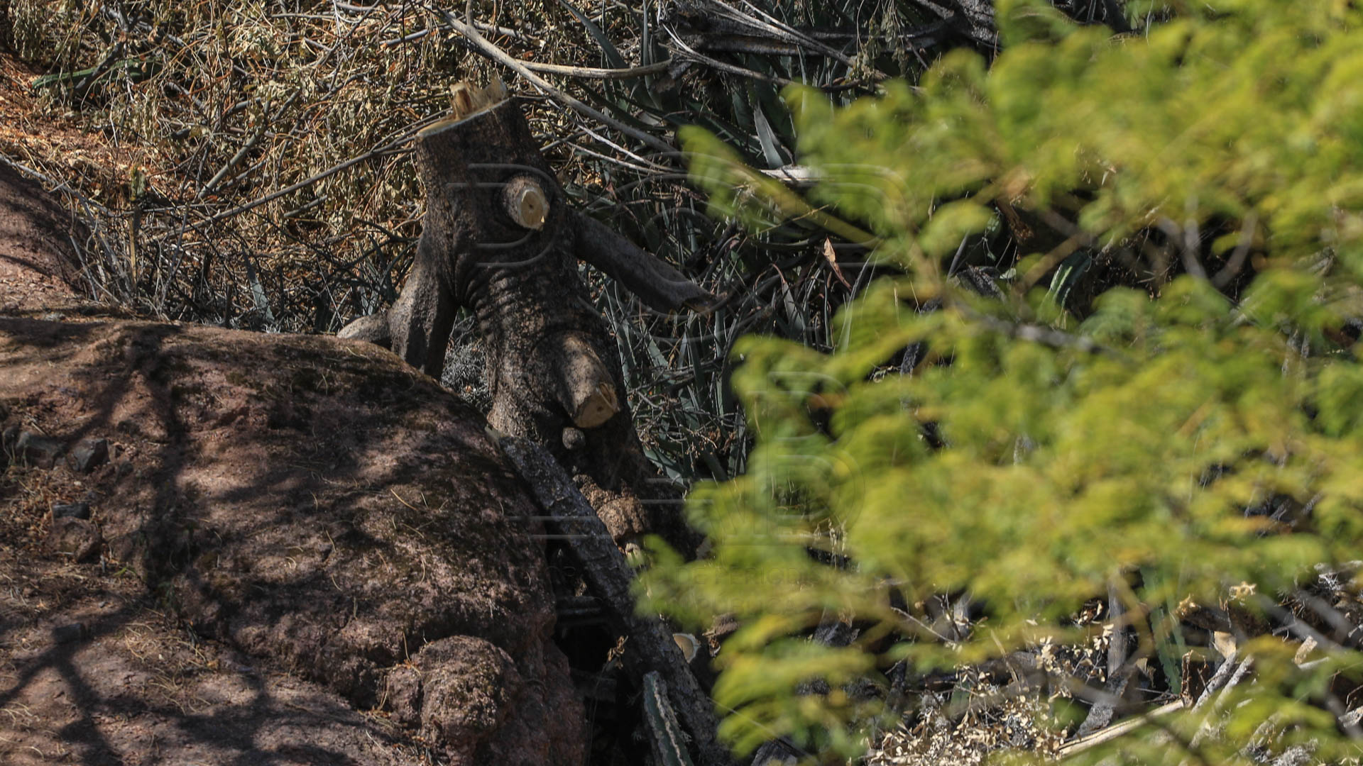 Rastros de la tala que hizo el empresario René Rolando Ramírez Barba en Paseo de la Presa. Fotografía Juan José Plascencia
