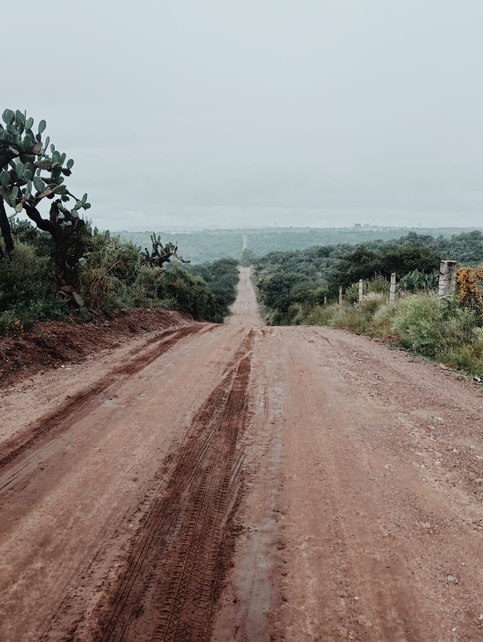 Terrenos protegidos por el “Colectivo Malacate, guardianes del monte” (Mónica Cerbón).