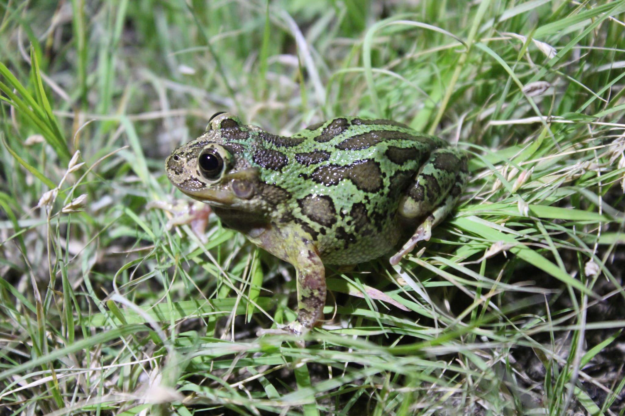 Rana de madriguera. Fuente: Alianza por la Defensa de la Naturaleza Aguascalientes (ADN-A)